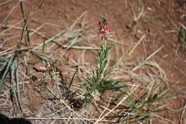 Scarlet Beeblossom